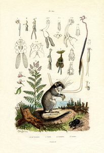 桡足类，1833-39 作者 法语学校